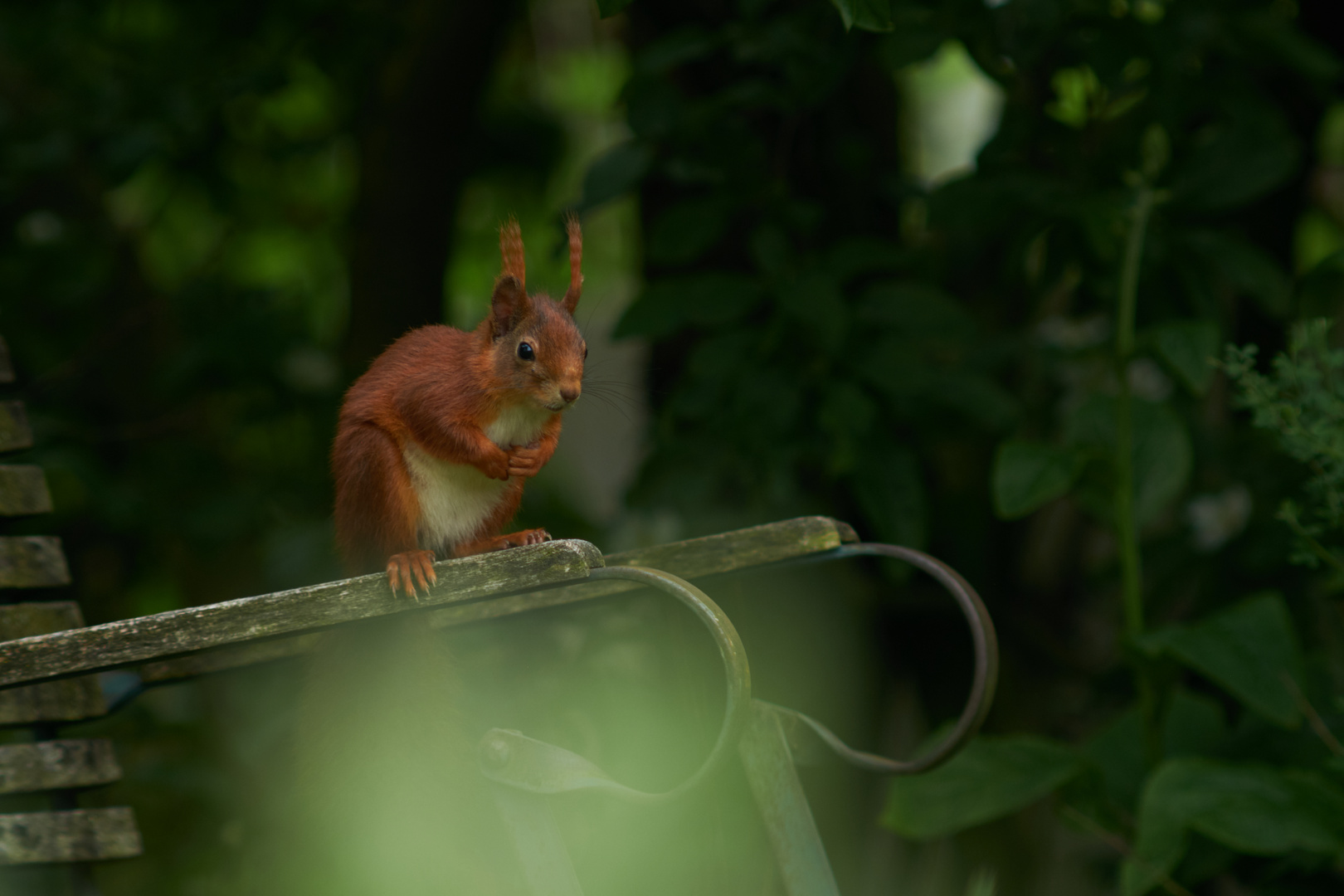 Neugieriges Eichhörnchen