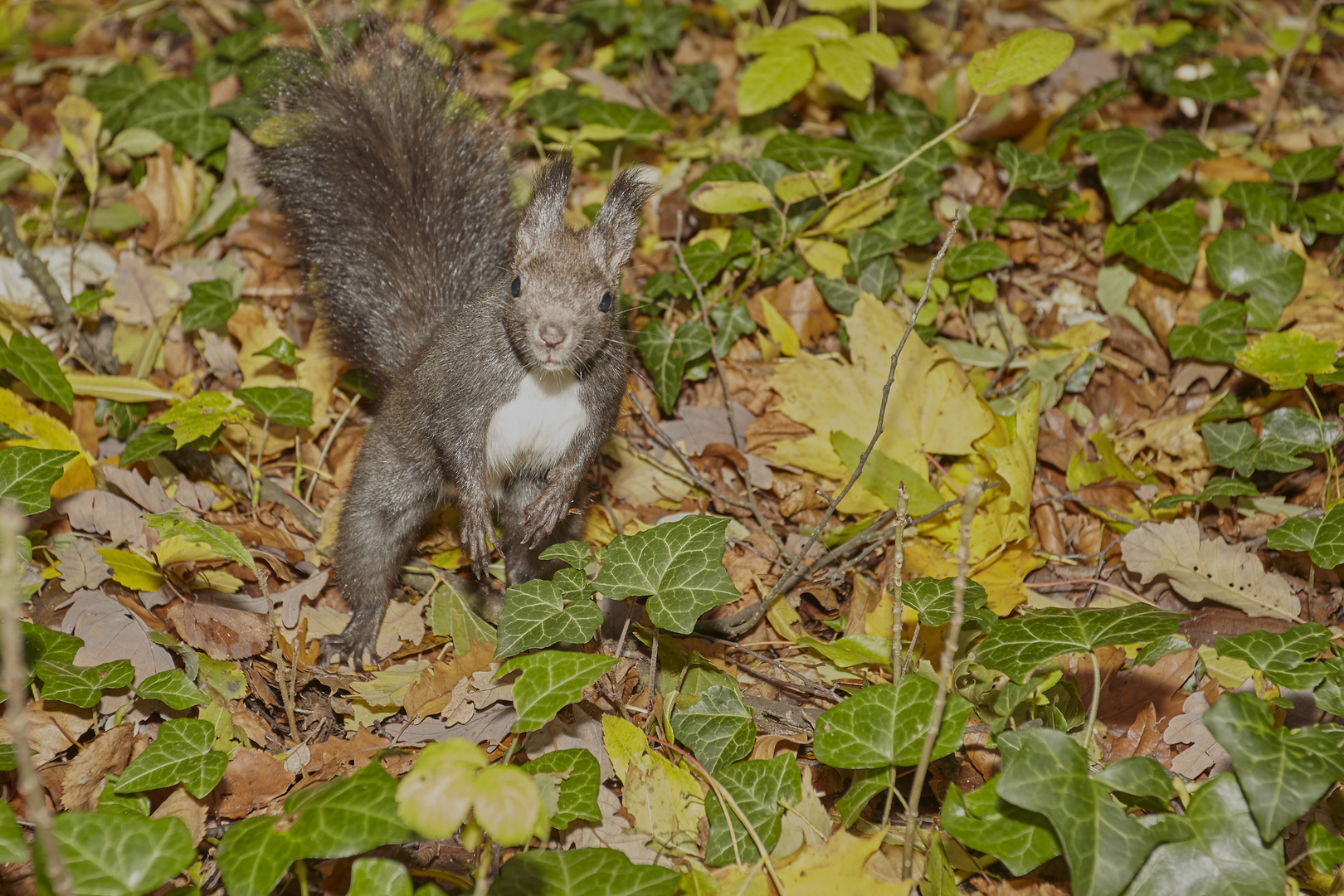 Neugieriges Eichhörnchen