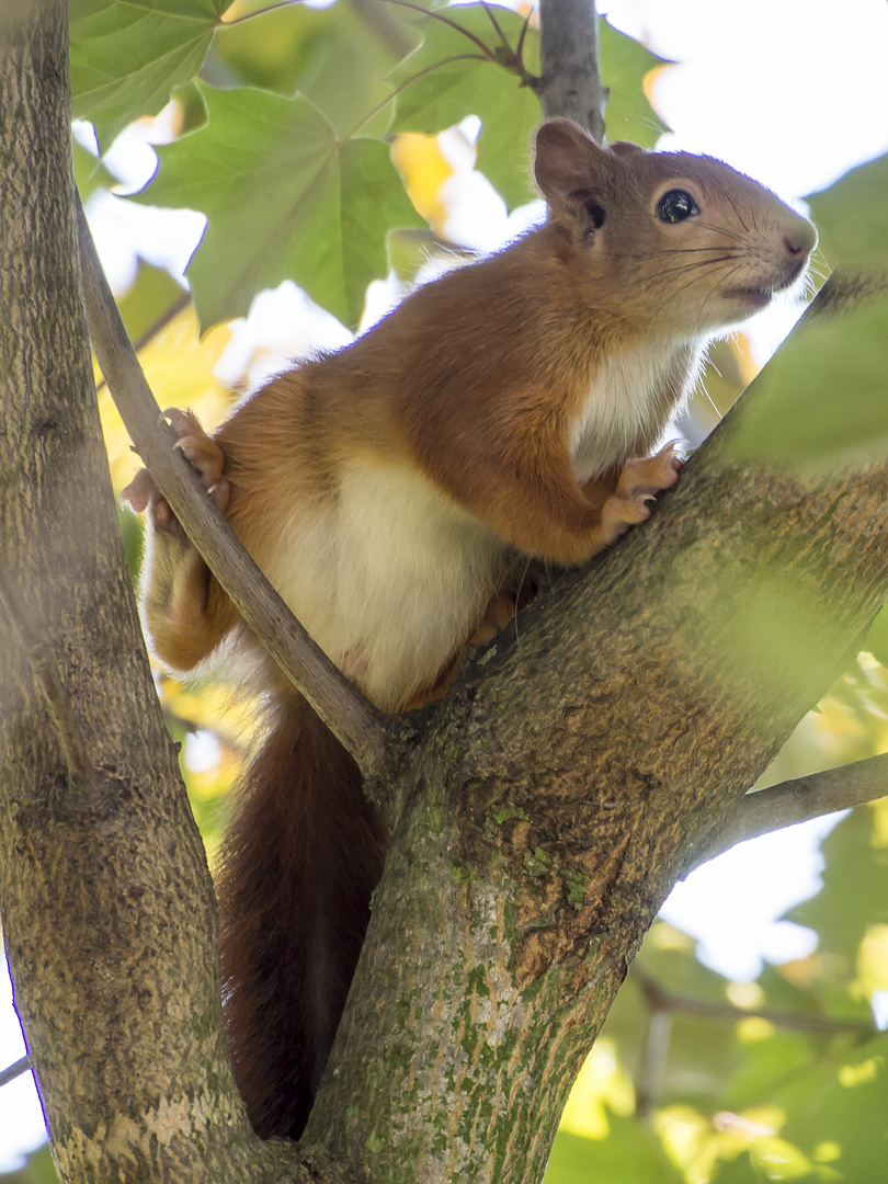 Neugieriges Eichhörnchen