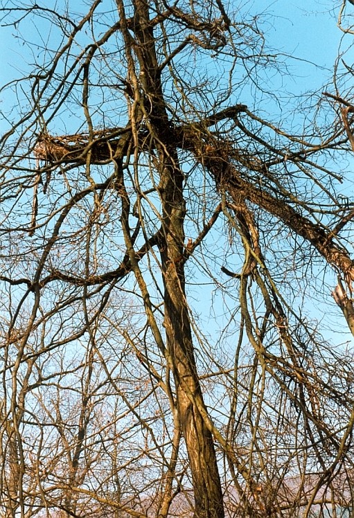 Neugieriges Eichhörnchen...