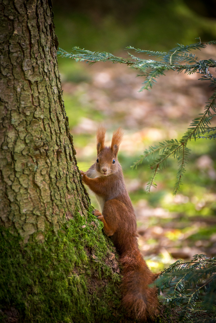 Neugieriges Eichhörnchen 