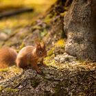 Neugieriges Eichhörnchen