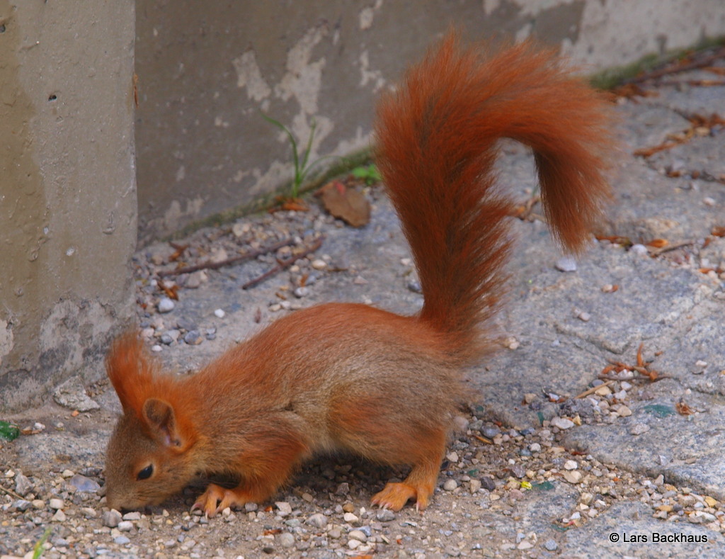 Neugieriges Eichhörnchen