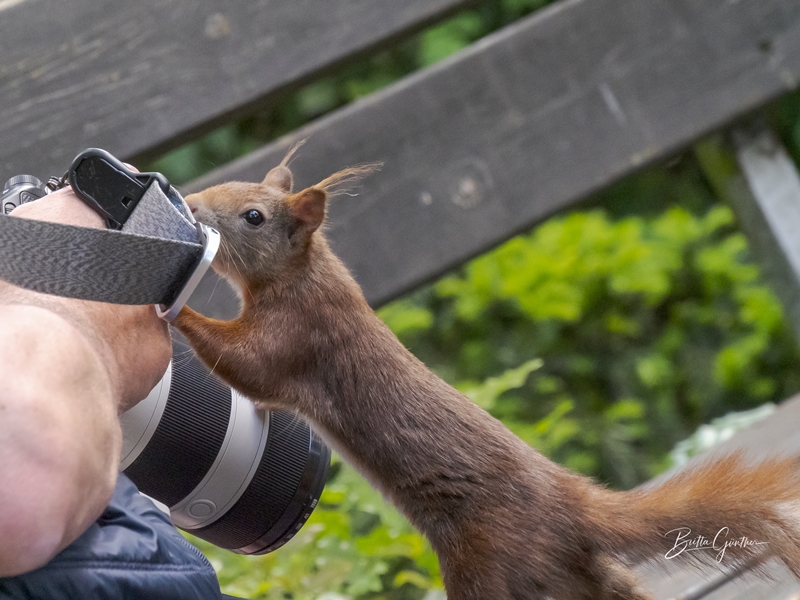 Neugieriges Eichhörnchen 