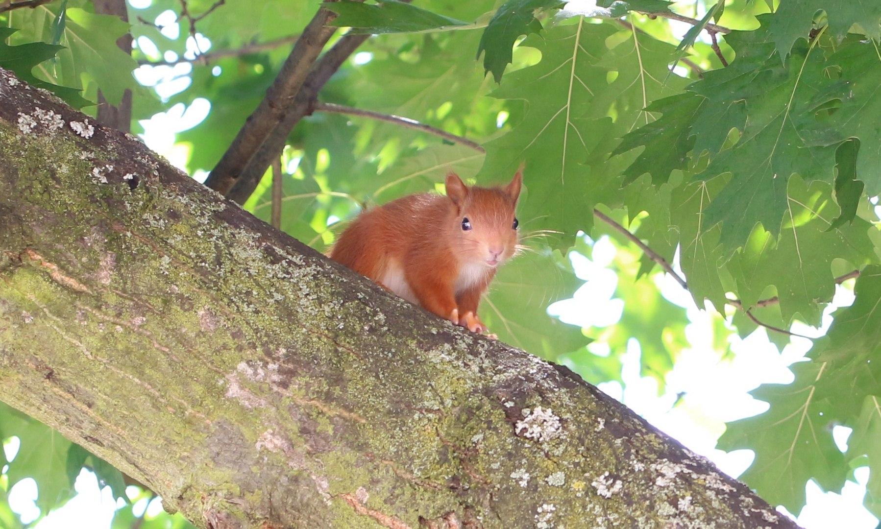 Neugieriges Eichhörnchen.