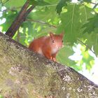 Neugieriges Eichhörnchen.