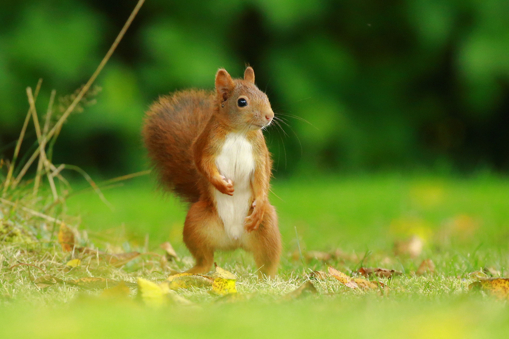 Neugieriges Eichhörnchen