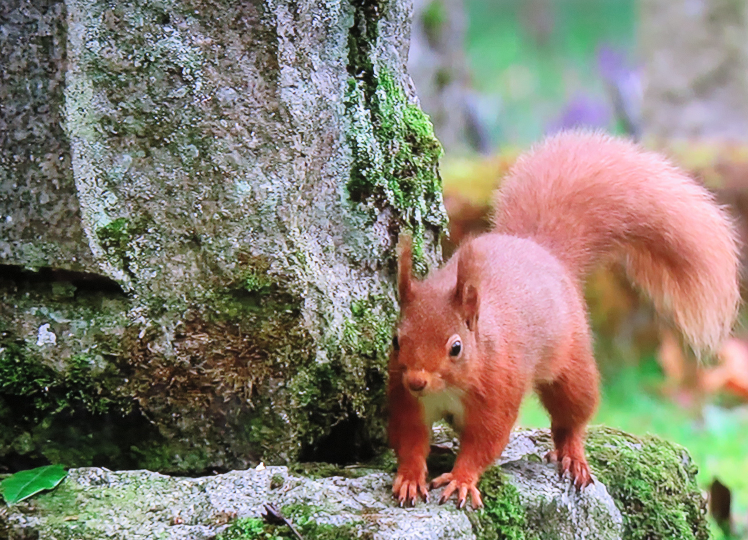 Neugieriges Eichhörnchen