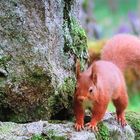 Neugieriges Eichhörnchen