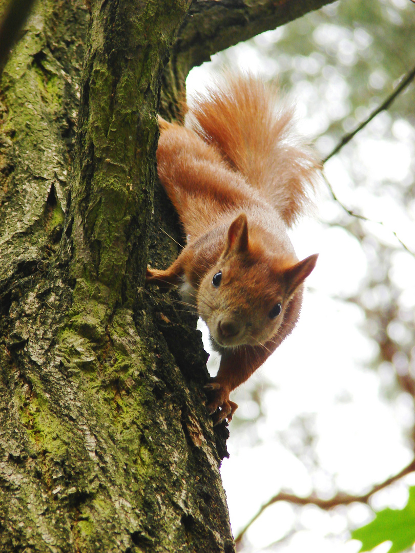 Neugieriges Eichhörnchen