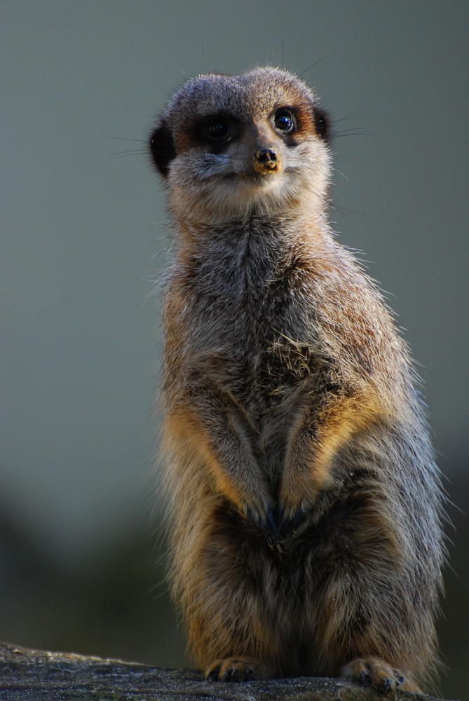 neugieriges Erdmännchen