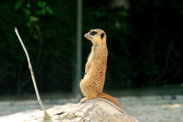 neugieriges Erdmännchen