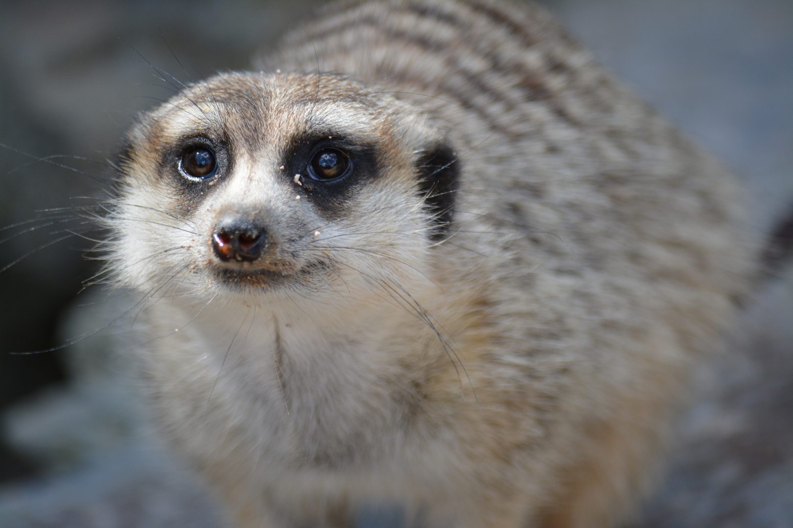 Neugieriges Erdmännchen