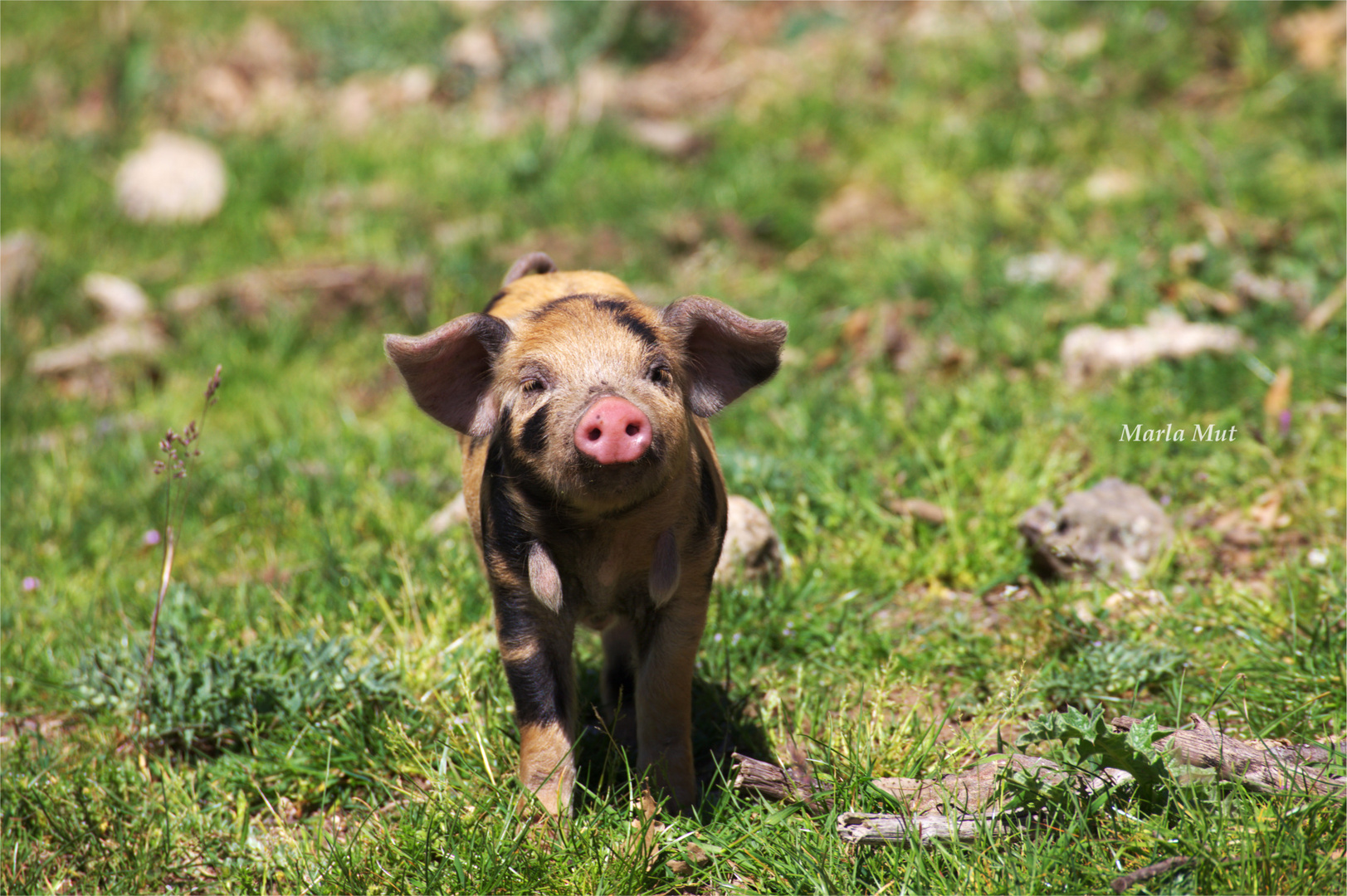 neugieriges Ferkel auf Sardinien