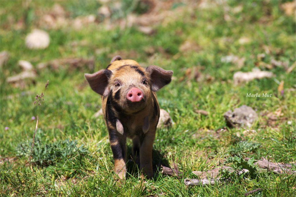 neugieriges Ferkel auf Sardinien