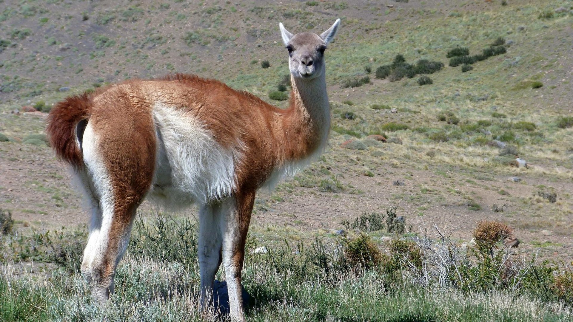 Neugieriges Guanaco im Torres del Paine Nationalpark 