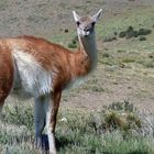 Neugieriges Guanaco im Torres del Paine Nationalpark 