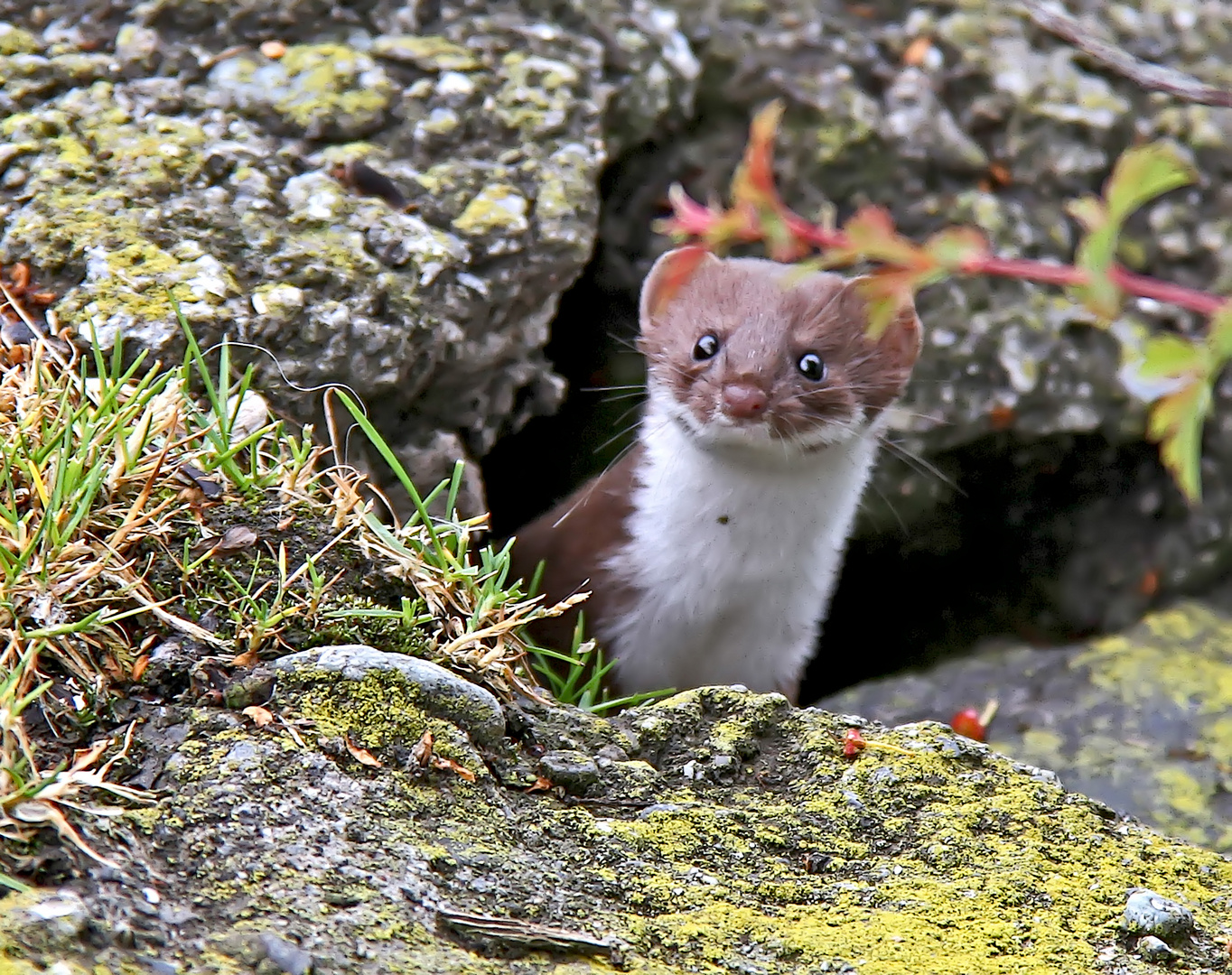 Neugieriges Hermelin (Mustela erminea) - Une hermine curieuse!