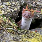 Neugieriges Hermelin (Mustela erminea) - Une hermine curieuse!