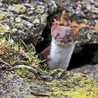 Neugieriges Hermelin (Mustela erminea) - Une hermine curieuse!