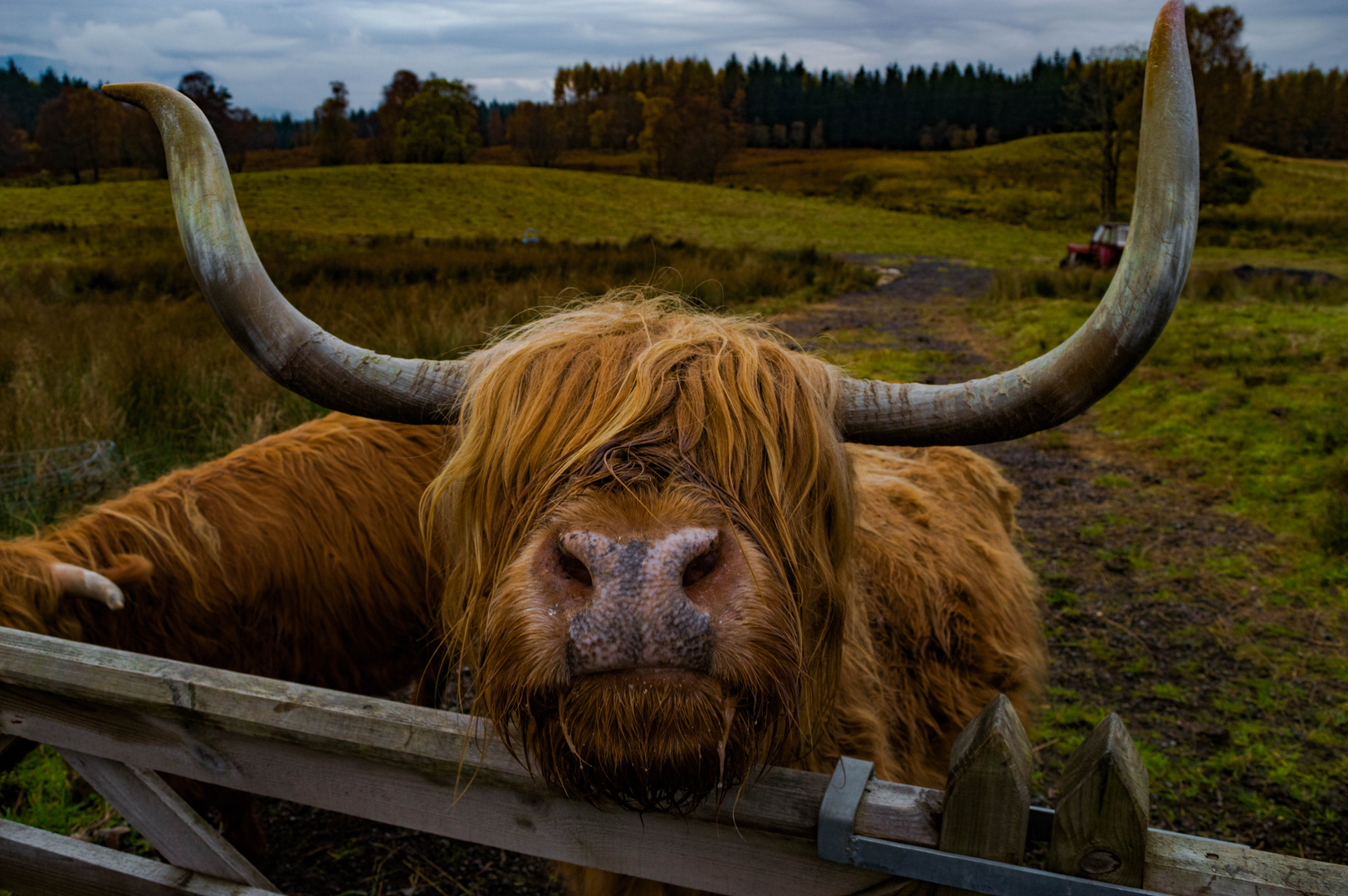 neugieriges Highland Cattle