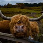 neugieriges Highland Cattle