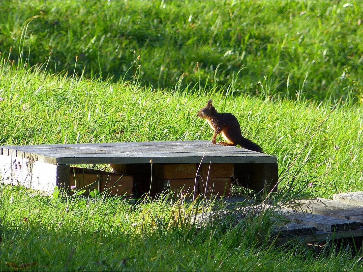 Neugieriges Hörnchen