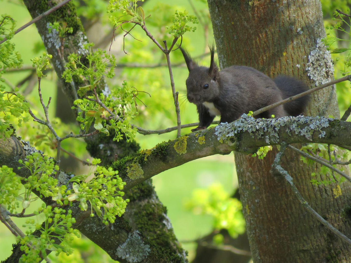 neugieriges Hörnchen