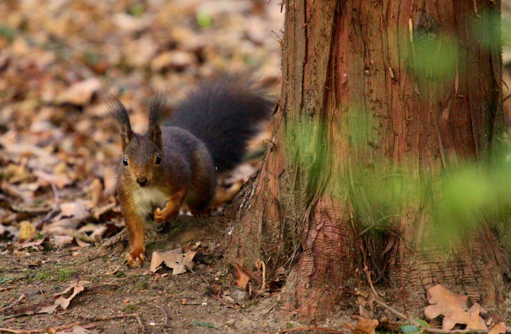 Neugieriges Hörnchen