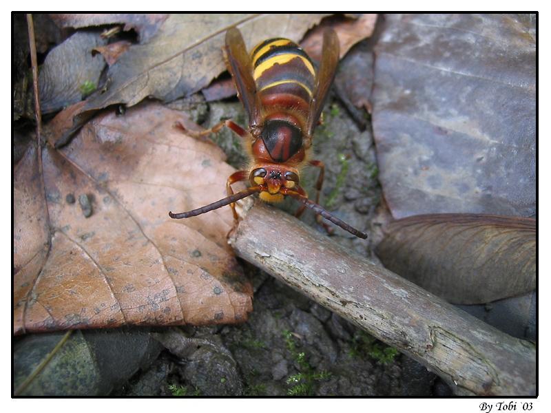 Neugieriges Hornissentierchen