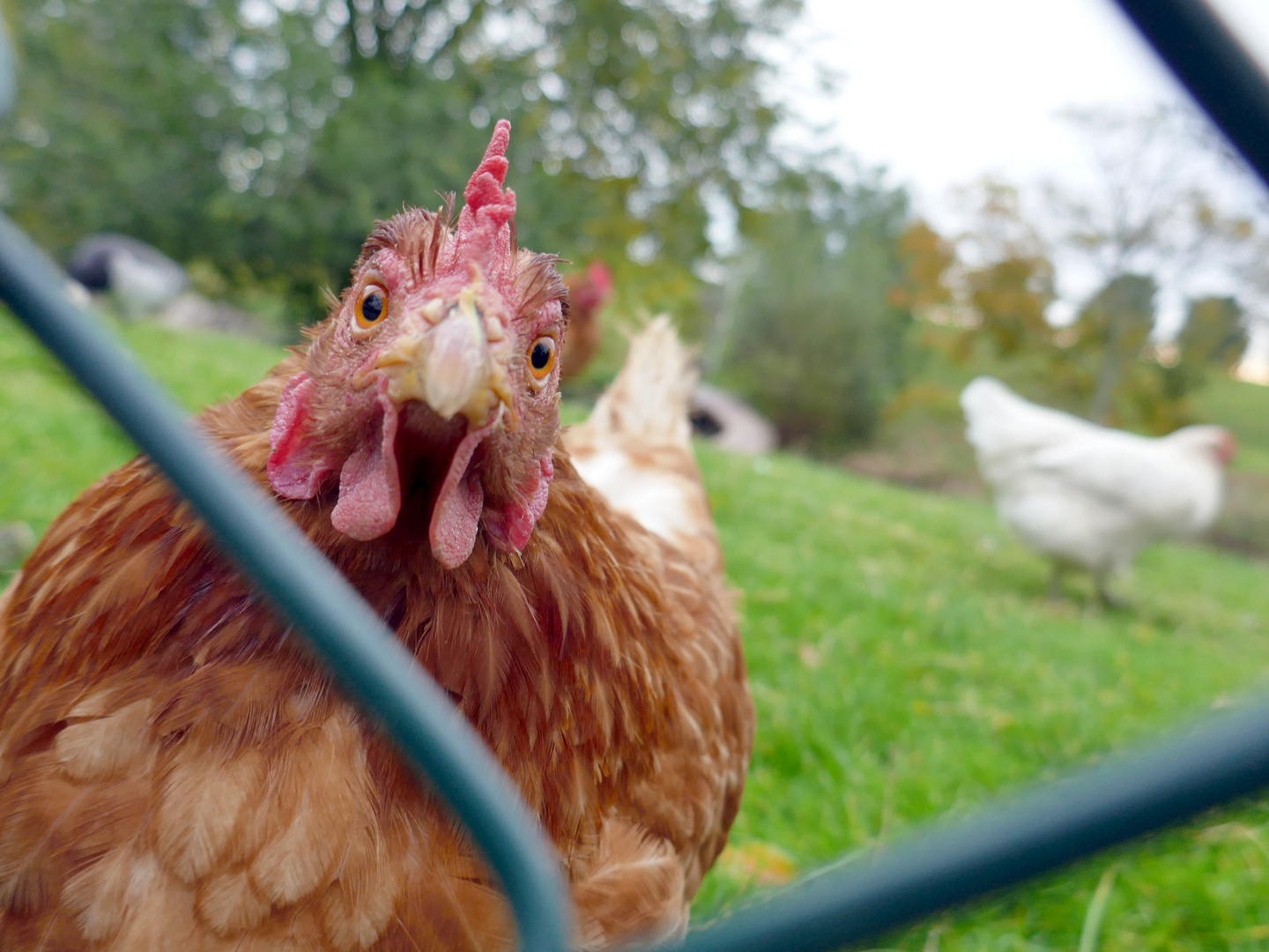 Neugieriges Huhn