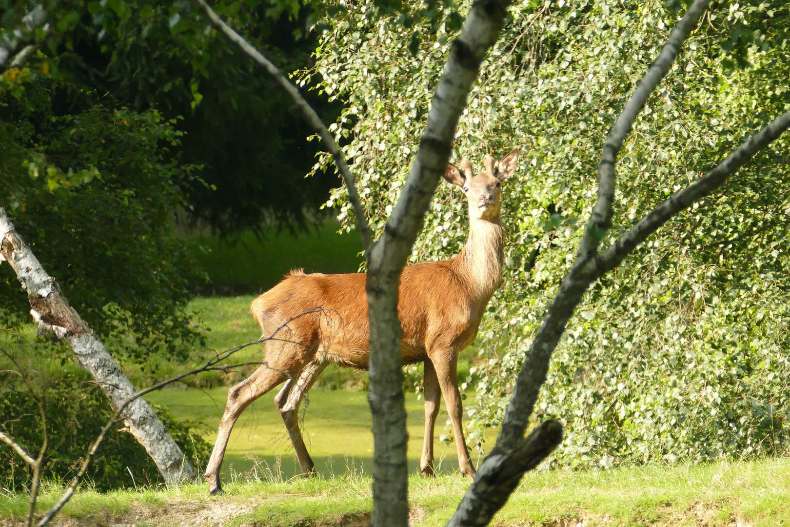 °°°° neugieriges Jungtier °°°°