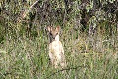 neugieriges Kaenguru
