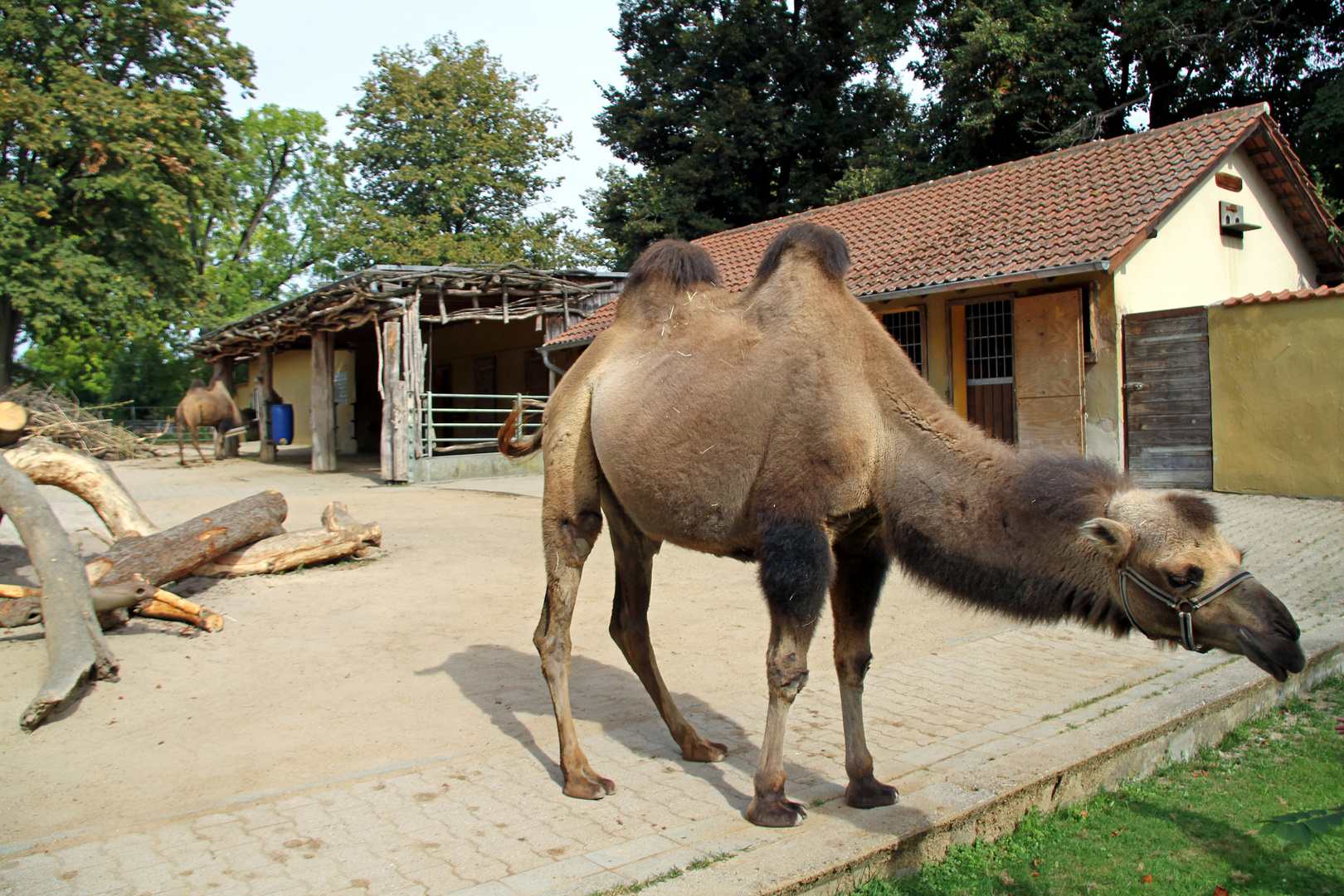 Neugieriges  Kamel im Zoo Heidelberg