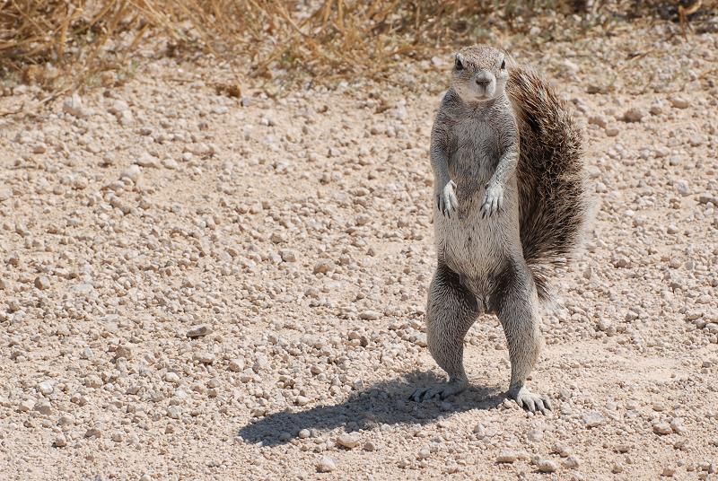 Neugieriges Kap-Borstenhörnchen