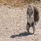 Neugieriges Kap-Borstenhörnchen