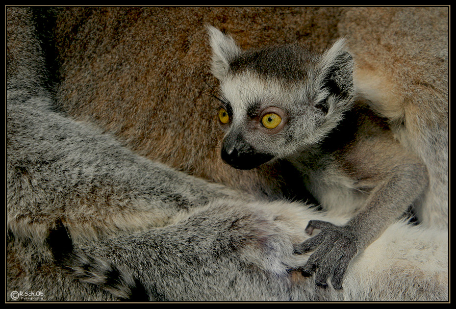 neugieriges Kattababy