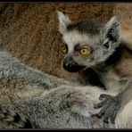 neugieriges Kattababy