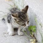 neugieriges Katzenbaby