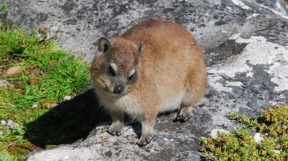 Neugieriges Kerlchen