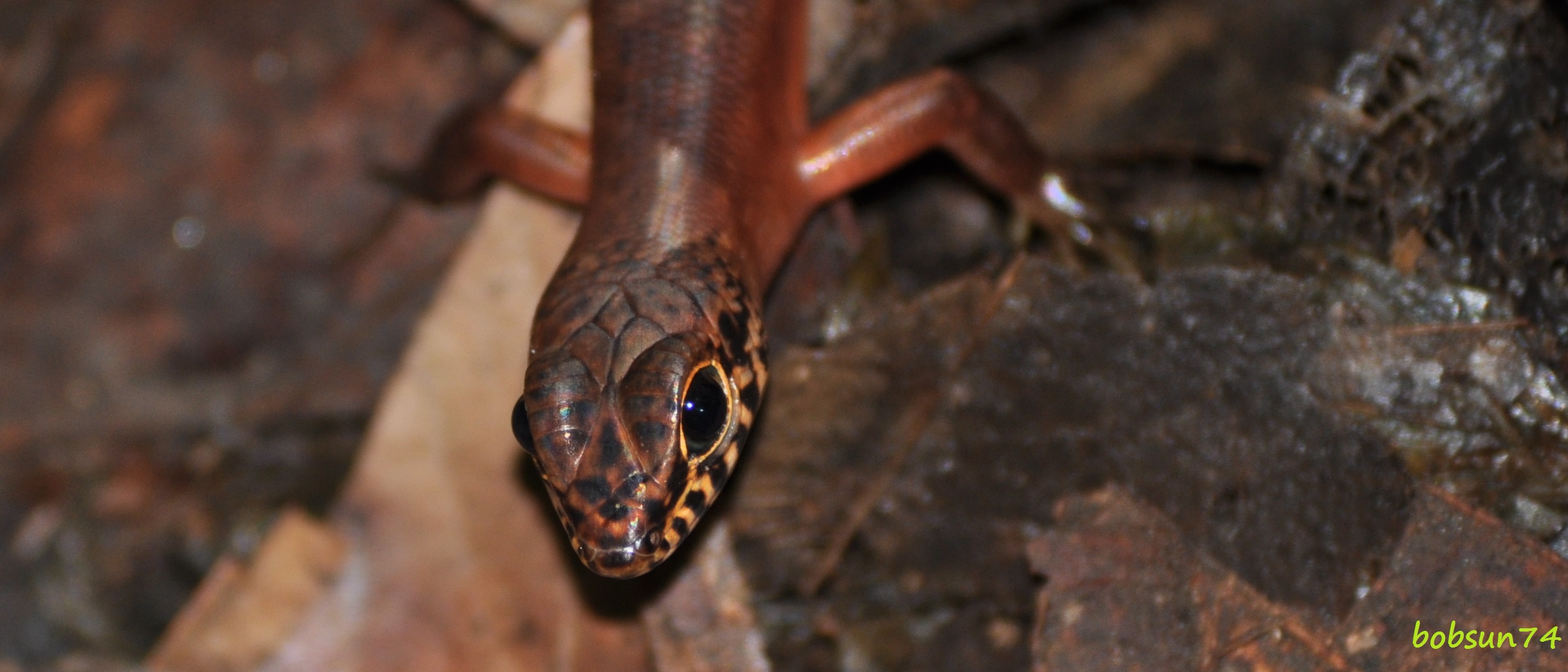 Neugieriges Kerlchen im Regenwald von Long Pasia auf Borneo/Malaysia