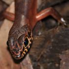 Neugieriges Kerlchen im Regenwald von Long Pasia auf Borneo/Malaysia