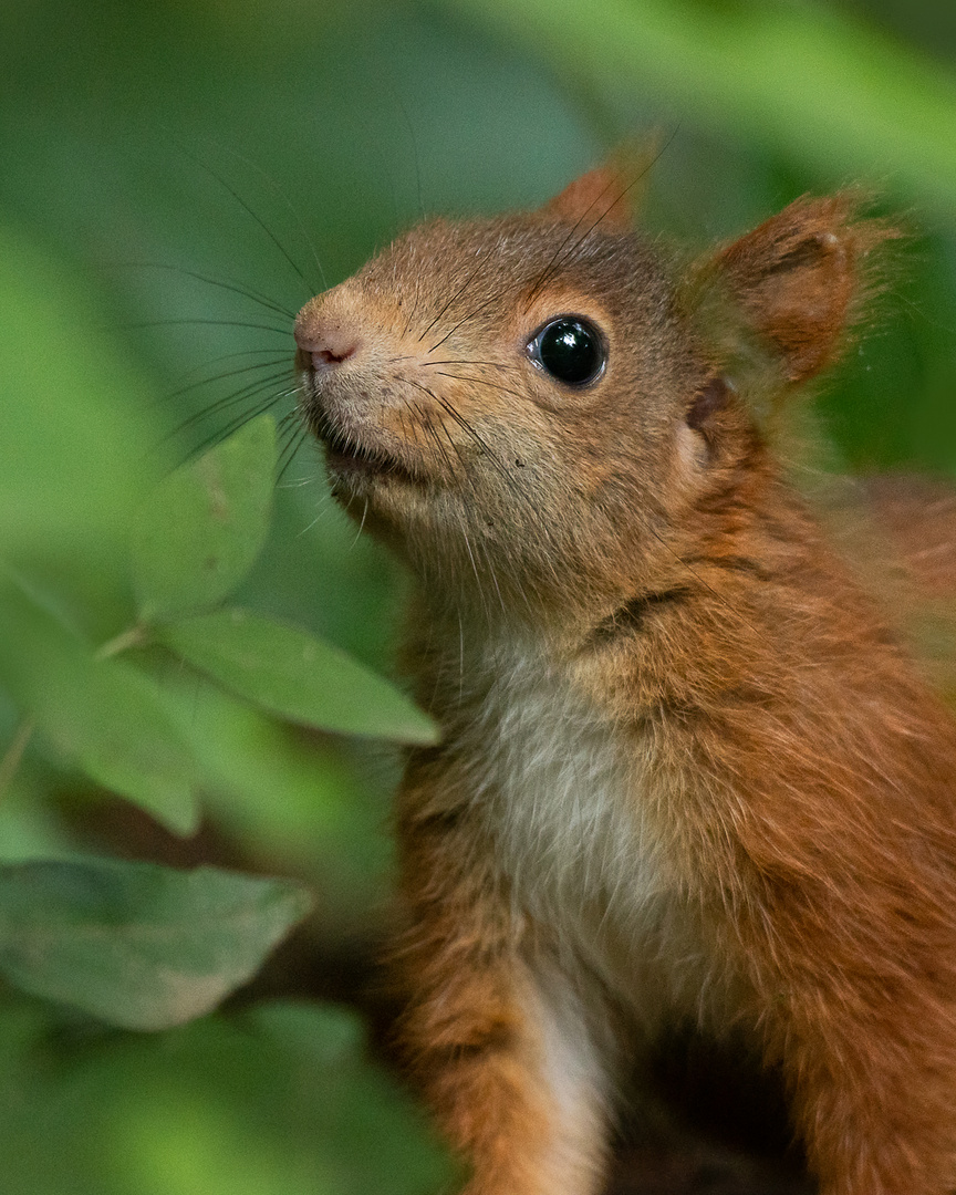 Neugieriges kleines Eichhörnchen