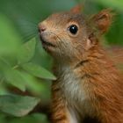 Neugieriges kleines Eichhörnchen