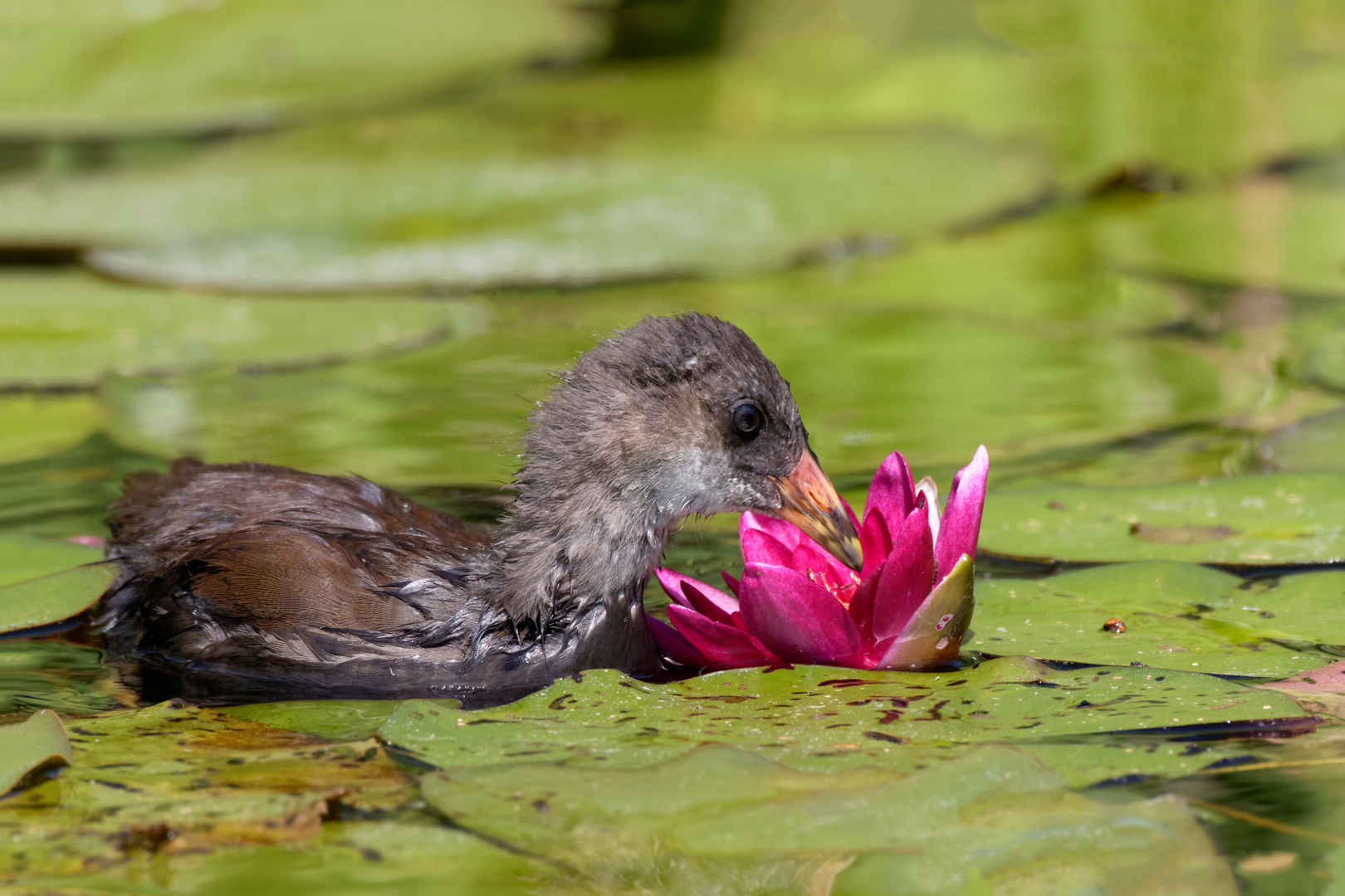 Neugieriges Küken - Teichhuhn(Gallinula chloropus)  pickt in einer Seerose rum 