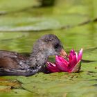 Neugieriges Küken - Teichhuhn(Gallinula chloropus)  pickt in einer Seerose rum 