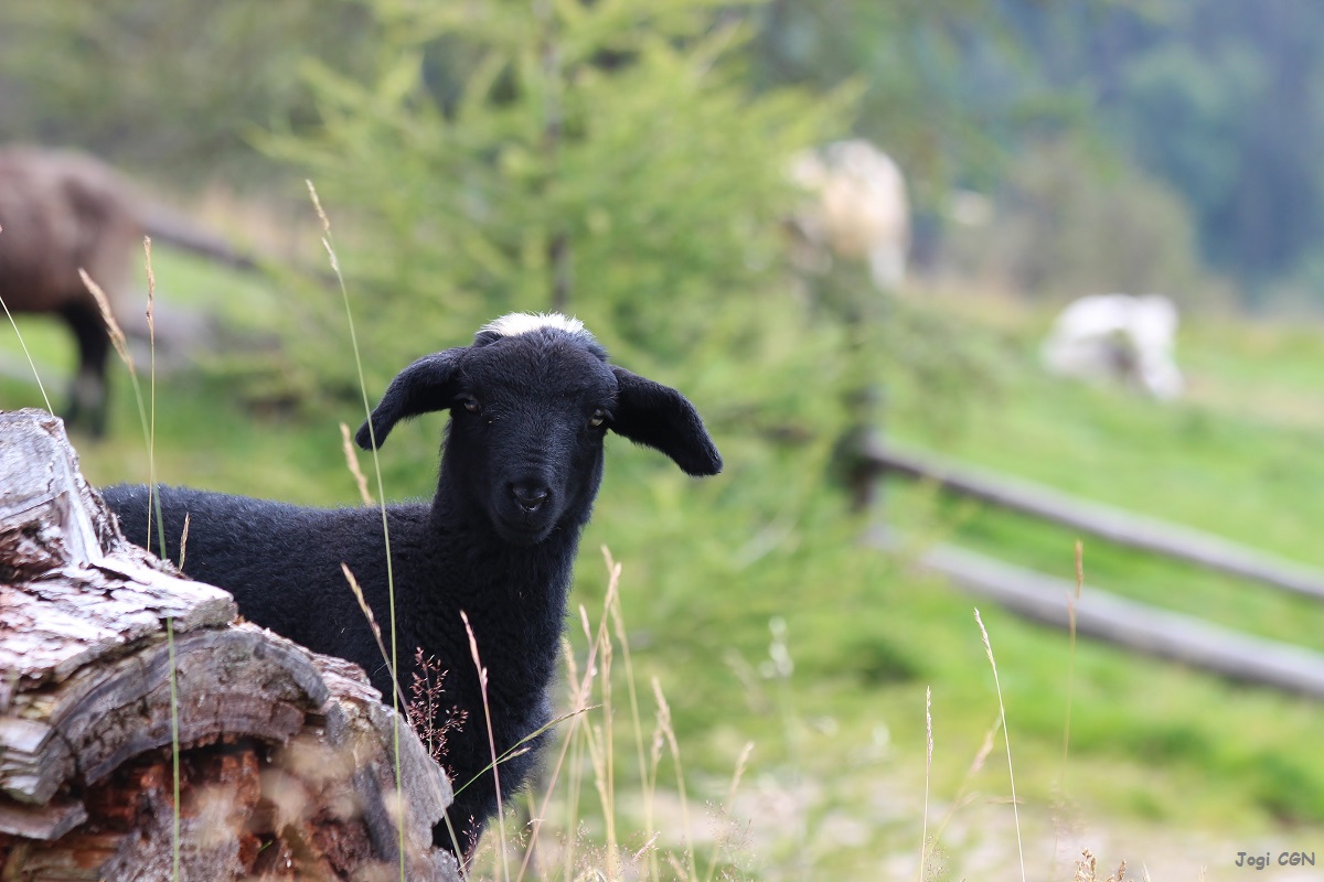 neugieriges Lämmchen