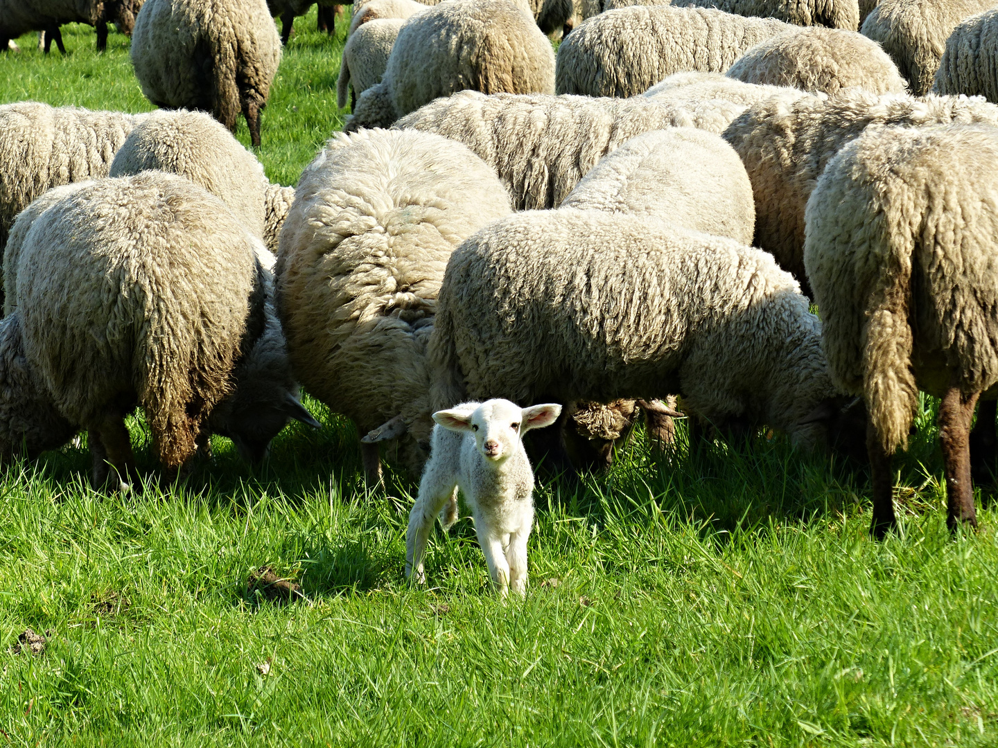 neugieriges Lämmchen