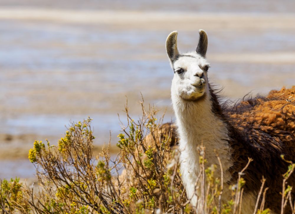 neugieriges Lama