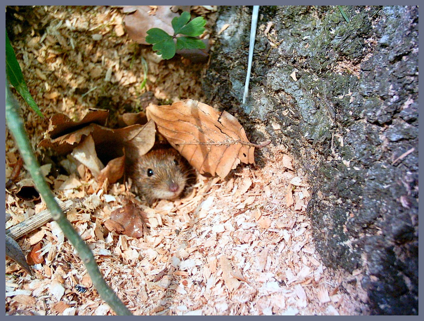 Neugieriges Mäuschen